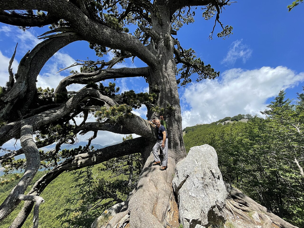 Un pino loricato nel Parco Nazionale del Pollino